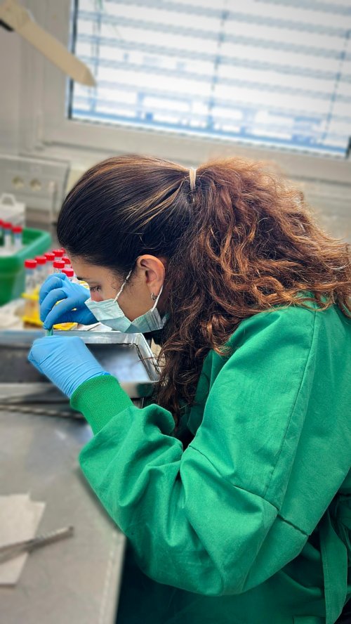 Progetto CROSS: L'Efficacia della Sequenza Ioni Carbonio - Fotoni per i tumori radioresistenti