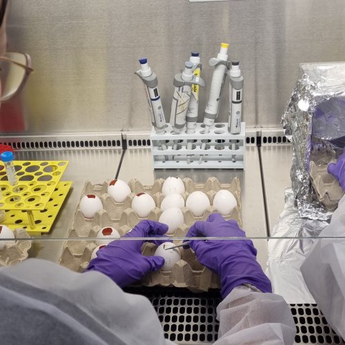 La Collaborazione tra CNAO e Università di Lione sul Modello della Membrana Corioallantoidea La Collaborazione tra CNAO e Università di Lione sul Modello della Membrana Corioallantoidea